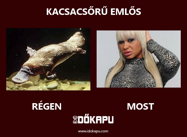 Kacsacsőrű emlős
title=