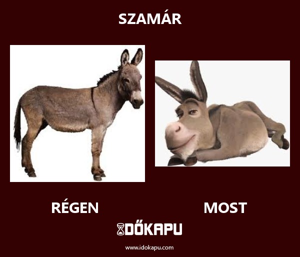 Szamár
 
 title=