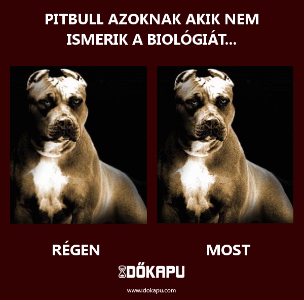 Pitbull azoknak akik nem ismerik a biológiát...
 
 title=