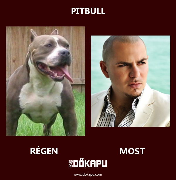 PITBULL
 
 title=