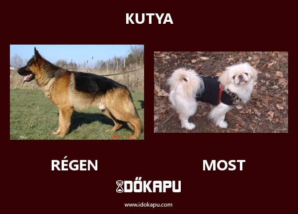 Kutya
 
 title=