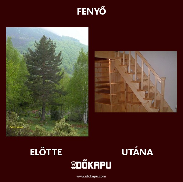 Fenyő
title=